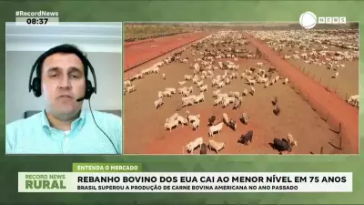 Rebanho bovino dos EUA atinge menor nível em 75 anos; Brasil supera produção americana