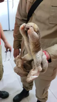Tamanduaí, o menor tamanduá do mundo, é resgatado em obra no Acre