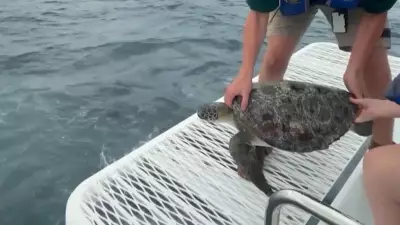 Tartaruga marinha é devolvida ao mar na Austrália após reabilitação humanizada