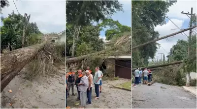 Temporal em Caieiras derruba árvores e causa apagão prolongado na Grande SP