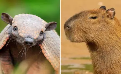 Vídeo viral de capivara sobre tatu é falso: cena foi criada com inteligência artificial