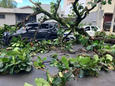 Ventos fortes derrubam 22 árvores em Campinas, mas não há feridos registrados