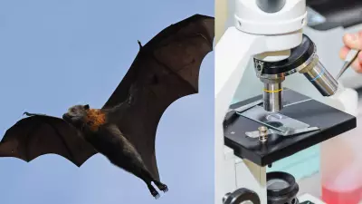 Vírus Nipah: morcegos frugívoros como hospedeiros e os riscos para o Brasil