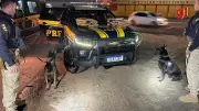 Adolescente de 16 anos é apreendida com quase 34 kg de maconha em ônibus na BR-343, em Teresina