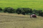 Agricultor de Maracaju substitui soja por sorgo e obtém lucro 85% maior após estiagem