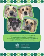 Araçoiaba: Oito cães resgatados de maus-tratos aguardam adoção em novo lar