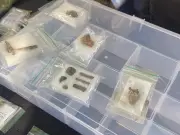 Arqueólogos descobrem peças raras do século 18 em praça histórica de Macapá