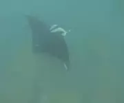 Arraia-manta gigante é avistada em ilha intocada de Santa Catarina durante mergulho