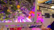 Astronautas chineses cultivam tomates na estação espacial Tiangong para melhorar dieta