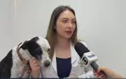 Ataques de cães soltos em Sorocaba geram alerta: especialistas orientam sobre segurança e responsabilidade