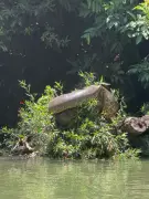 Atletas de canoagem encontram sucuri gigante durante treino em rio de Bonito