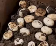 Biólogo registra nascimento de filhotes de lagarto teiú após resgate de ovos em Santa Catarina