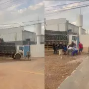 Boi foge de caminhão, invade BR-364 em Porto Velho e morre após captura por estresse