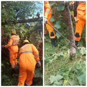 Bombeiros resgatam jiboia de um metro em quintal de casa em Guaraciama