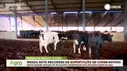 Brasil atinge marcas históricas na exportação de carne bovina com alta de 13% no abate