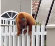 Bugio-vermelho reaparece em Jaraguá do Sul após sumiço durante epidemia de febre amarela