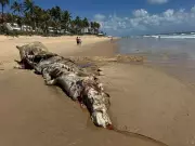 Cachalote Morta Encalha em Praia de Natal: Biólogos Investigam Causa e Alertam para Ameaças Marinhas