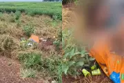 Cachorro é encontrado morto após ser abandonado em saco de ração em rodovia de MS