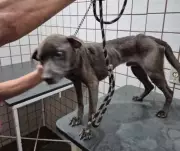 Cachorro é resgatado em estado grave de maus-tratos em Santa Rita do Passa Quatro