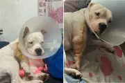 Cadela american bully é baleada por guarda municipal de folga em Cubatão