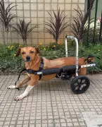 Cadela paraplégica é resgatada após enchentes devastadoras em Ubá, Minas Gerais