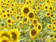 Campo de girassóis em Itirapina se torna refúgio encantador para ciclistas na zona rural