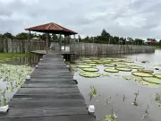 Canal do Jari em Santarém atrai turistas com experiências autênticas na Amazônia