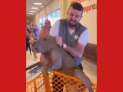 Capivara invade supermercado no Acre e é resgatada em carrinho de compras