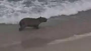 Capivara toma banho de mar no Arpoador e surpreende moradores do Rio de Janeiro