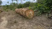 Caracaraí lidera desmatamento na Amazônia com 60 km² devastados em seis meses