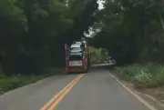 Cegonheira trafega na contramão para desviar de galhos em rodovia mineira