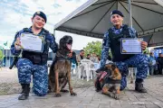 Cães Luke e Stark, da GCM de Boa Vista, se aposentam após 7 anos de serviço