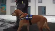 Cães policiais reforçam segurança nos Jogos Olímpicos de Inverno na Itália