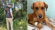 Cães são encontrados mortos e feridos em casos de maus-tratos na região dos Vales do RS