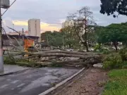 Chuva intensa causa alagamentos e queda de árvores em Campinas, bloqueando vias
