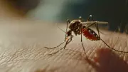Chuvas de verão aumentam risco de dengue: como se proteger do Aedes aegypti no dia a dia