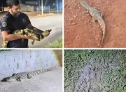 Chuvas intensas levam jacarés a invadirem ruas de Ibaté, no interior de São Paulo