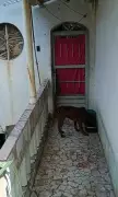 Cão Abandonado em Casa Após Mudança é Resgatado em Barra Mansa (RJ)