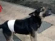 Cão atacado com facão em Barra Mansa é resgatado e será colocado para adoção