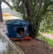 Cão comunitário Caramelo é encontrado morto com suspeita de envenenamento em Senador Firmino