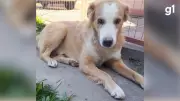 Cão comunitário desaparece após suposta agressão a pauladas em Agudo, RS