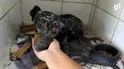 Cão comunitário é resgatado com múltiplas facadas no Rio Grande do Sul; polícia busca responsáveis