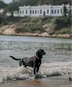 Cão comunitário Ronaldo se torna símbolo de afeto e cuidado coletivo em praia de Macaé