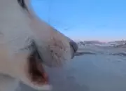 Cão de trenó na Groenlândia rouba câmera de US$ 700 e se filma escondendo equipamento