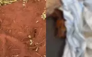 Cão enterrado vivo em Jaú não resiste após resgate; polícia investiga maus-tratos