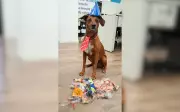 Cão mascote Quitação ganha superfesta de 3 anos em empresa de Rio Preto