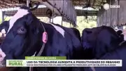 Colares inteligentes monitoram vacas e elevam qualidade do leite em Goiás