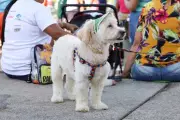 Cãominhada reúne tutores e pets em Divinópolis para passeio coletivo no Parque da Ilha