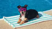 Cuidados essenciais com pets no verão: 90% dos tutores os tratam como família