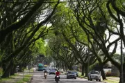 Curitiba enfrenta déficit de mais de 260 mil árvores na arborização viária
